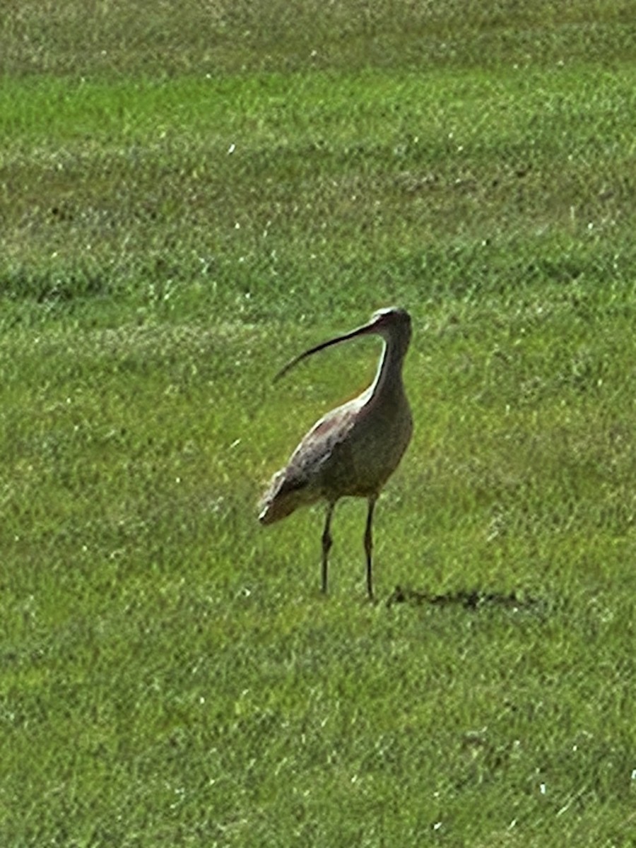 Long-billed Curlew - ML619183951