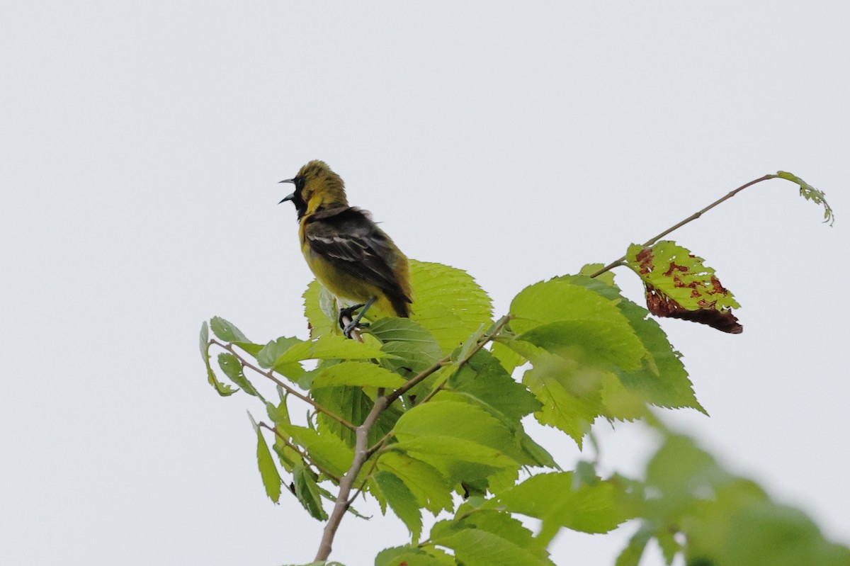 Orchard Oriole - ML619183957