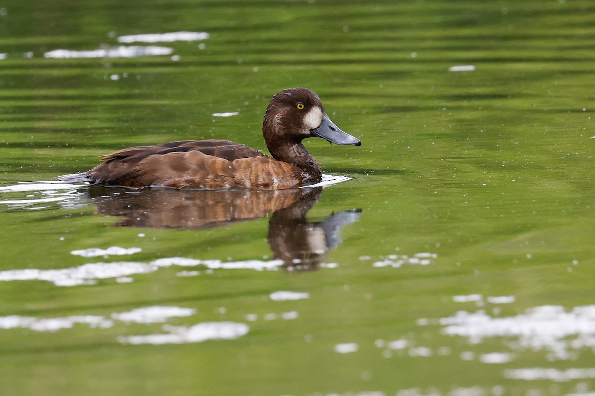 Greater Scaup - ML619183977