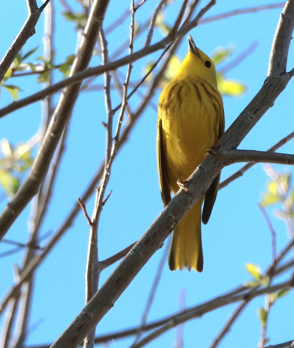 Yellow Warbler - ML619183995
