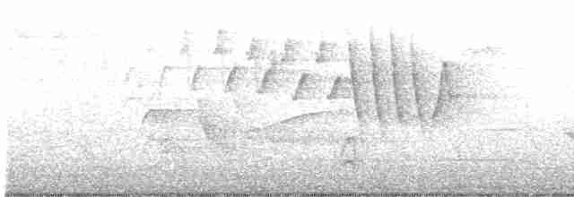 lesňáček kroužkooký - ML619184018