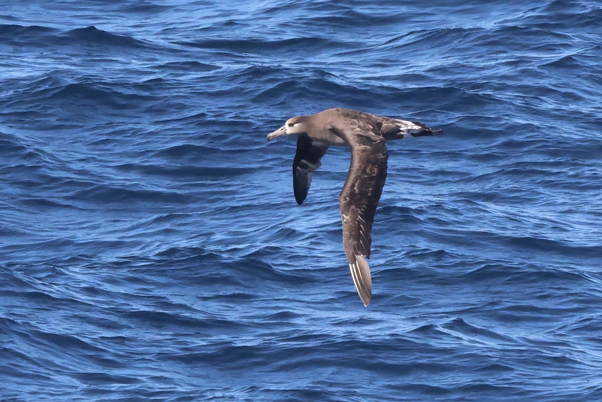 Black-footed Albatross - ML619184112