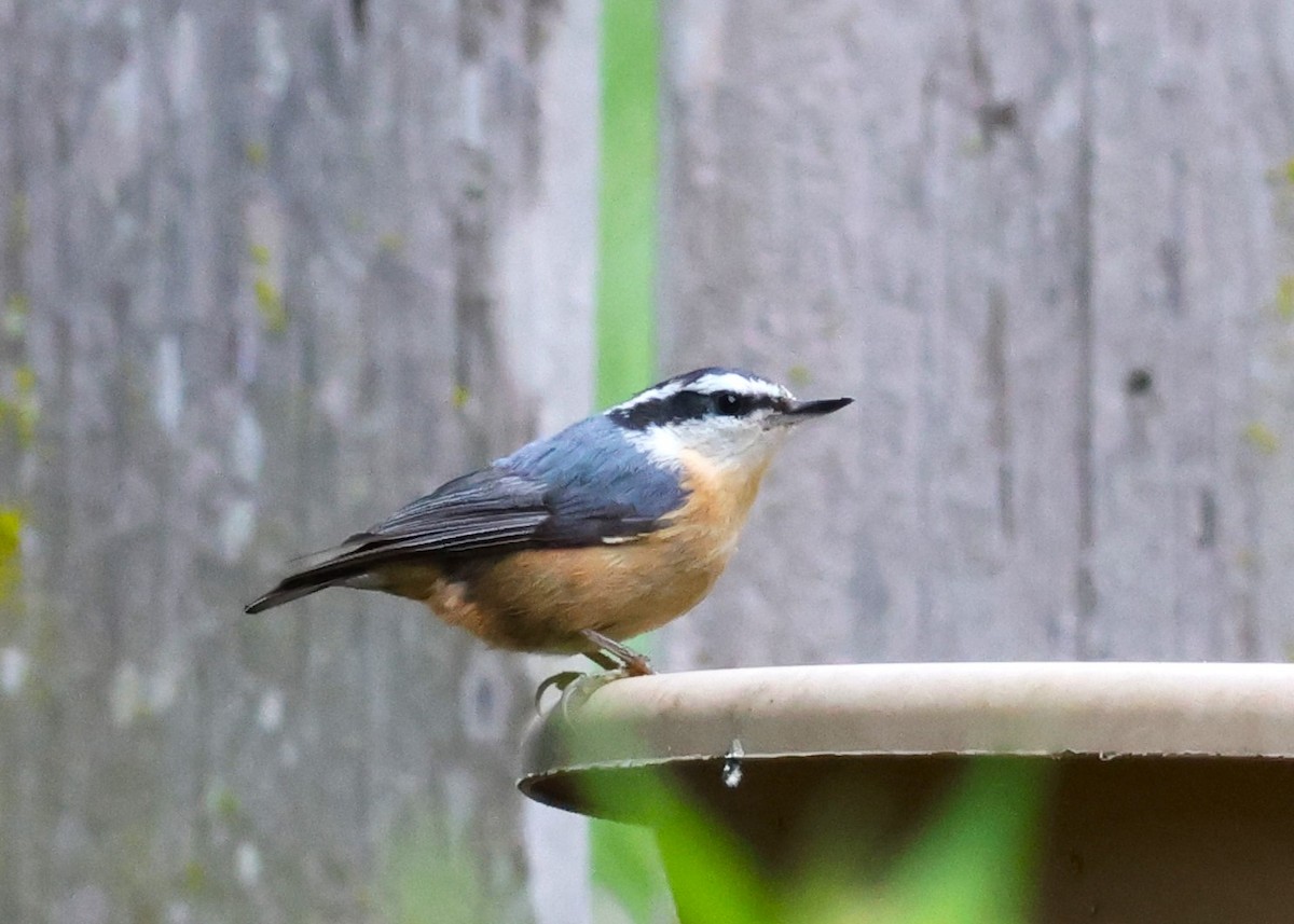 Red-breasted Nuthatch - ML619184144