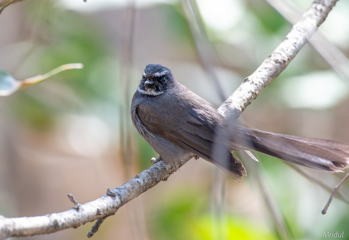 White-throated Fantail - ML619184173