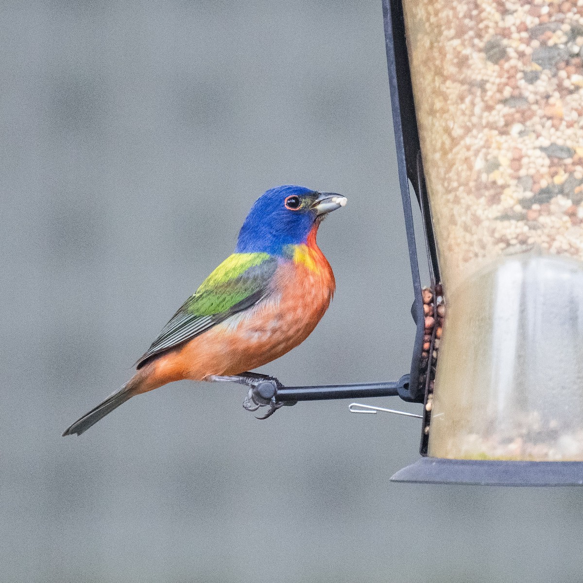 Painted Bunting - ML619184174