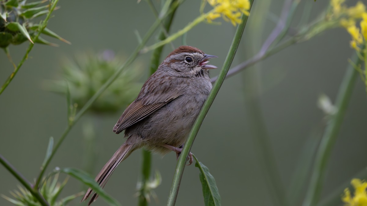Rufous-crowned Sparrow - ML619184206