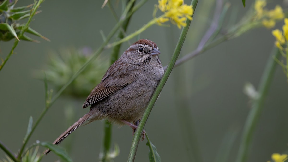 Rufous-crowned Sparrow - ML619184207