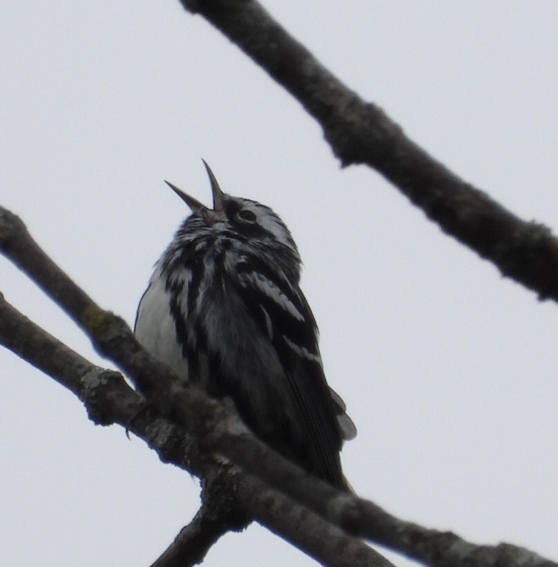 Black-and-white Warbler - ML619184239