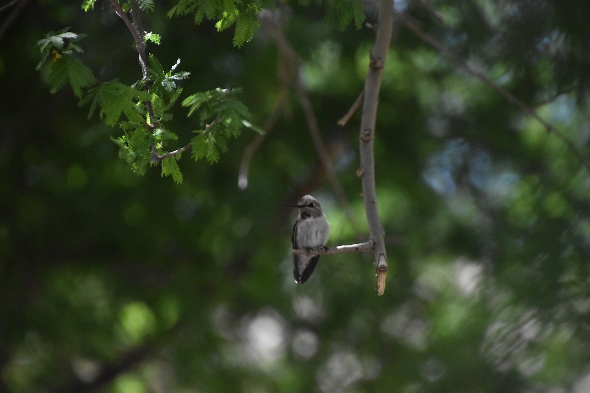 Black-chinned Hummingbird - ML619184252