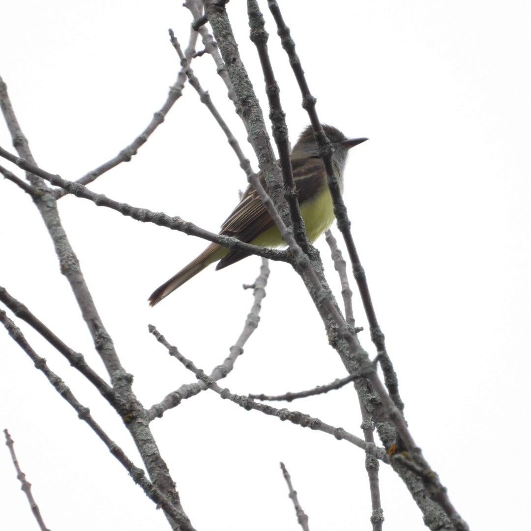 Great Crested Flycatcher - ML619184277