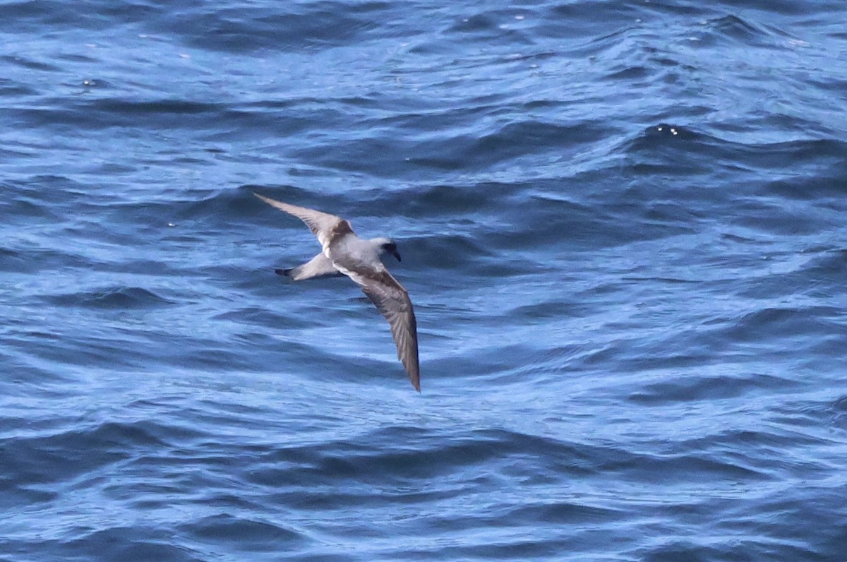 Fork-tailed Storm-Petrel - ML619184336