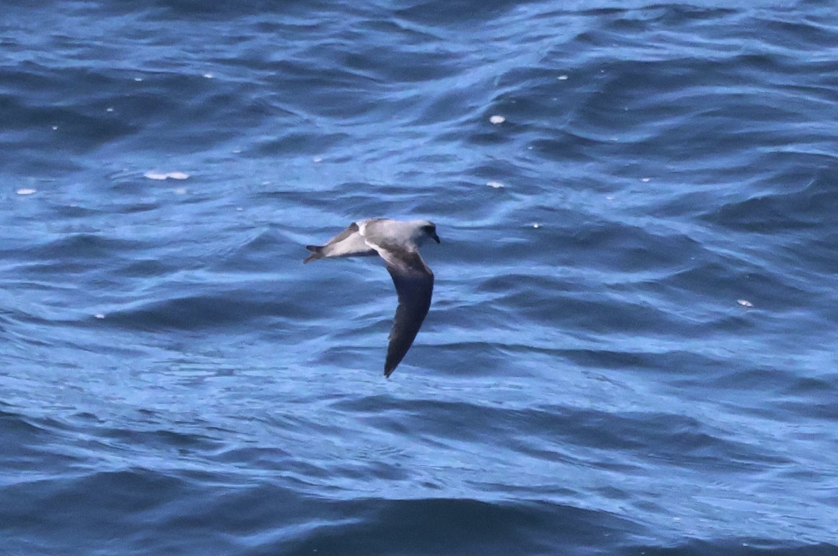 Fork-tailed Storm-Petrel - ML619184337