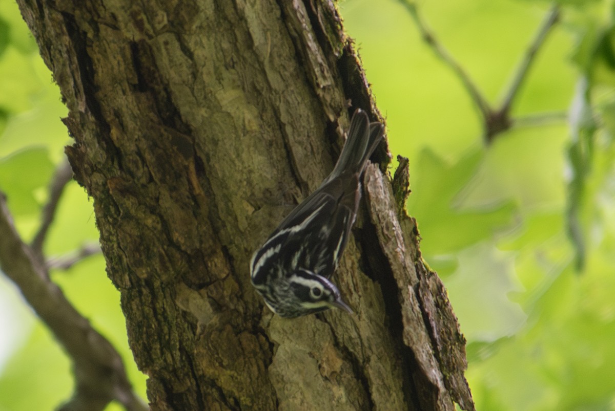 Black-and-white Warbler - ML619184344