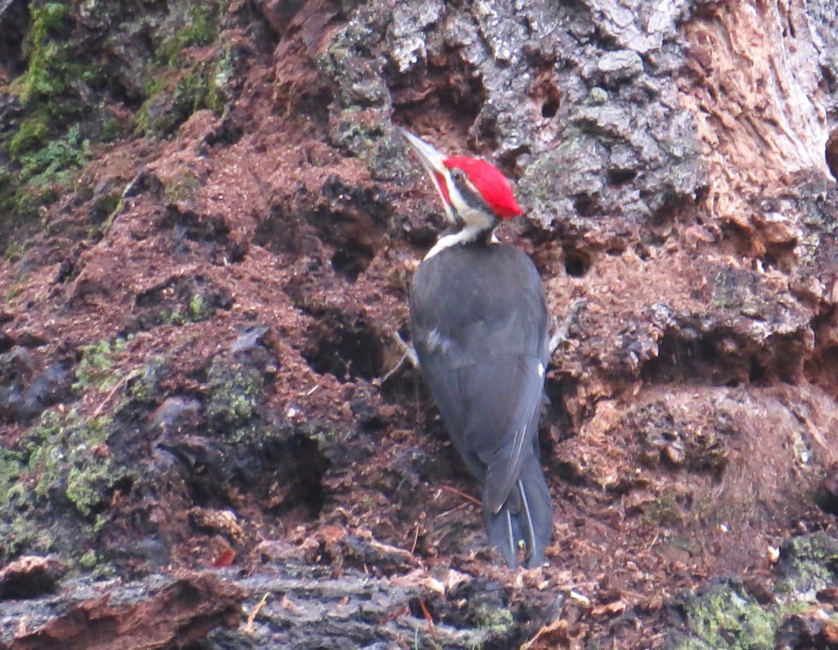 Pileated Woodpecker - ML619184346