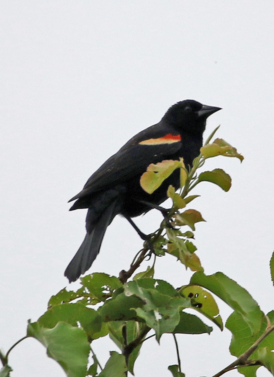 Red-winged Blackbird - ML619184347