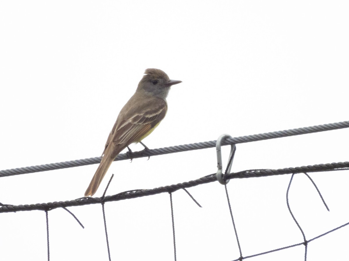 Great Crested Flycatcher - ML619184350
