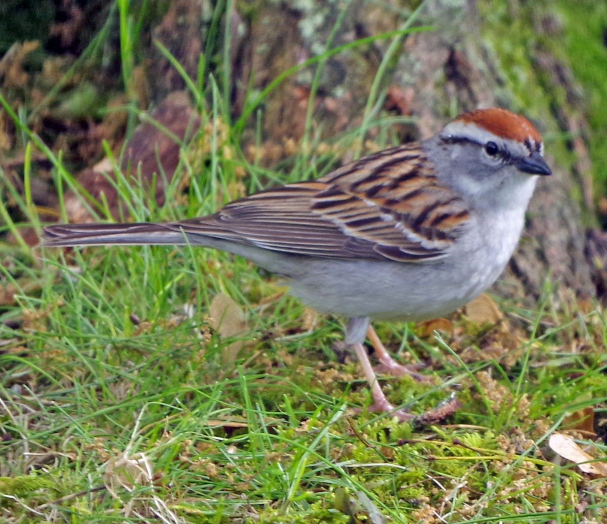 Chipping Sparrow - ML619184369