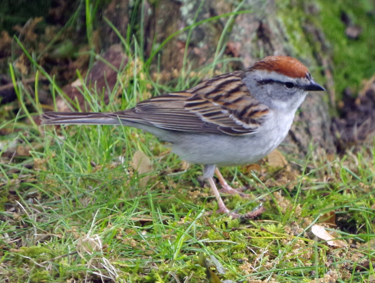 Chipping Sparrow - ML619184371