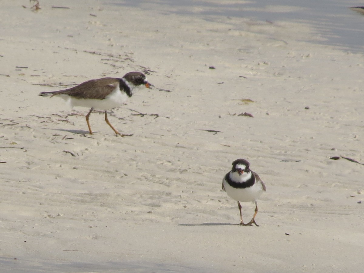 Semipalmated Plover - ML619184415