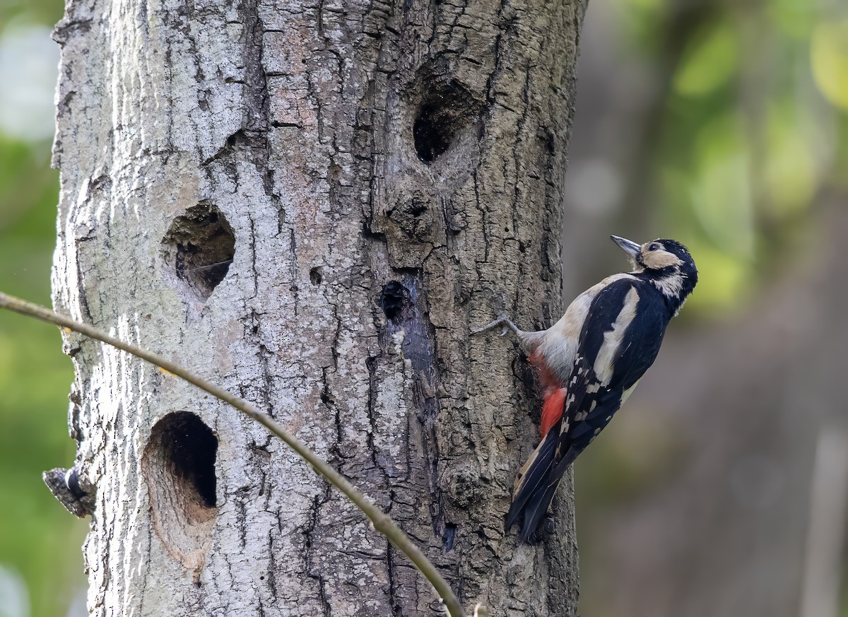 Great Spotted Woodpecker - ML619184426