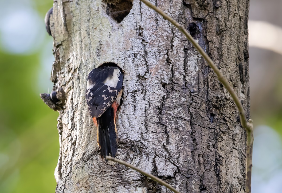 Great Spotted Woodpecker - ML619184427