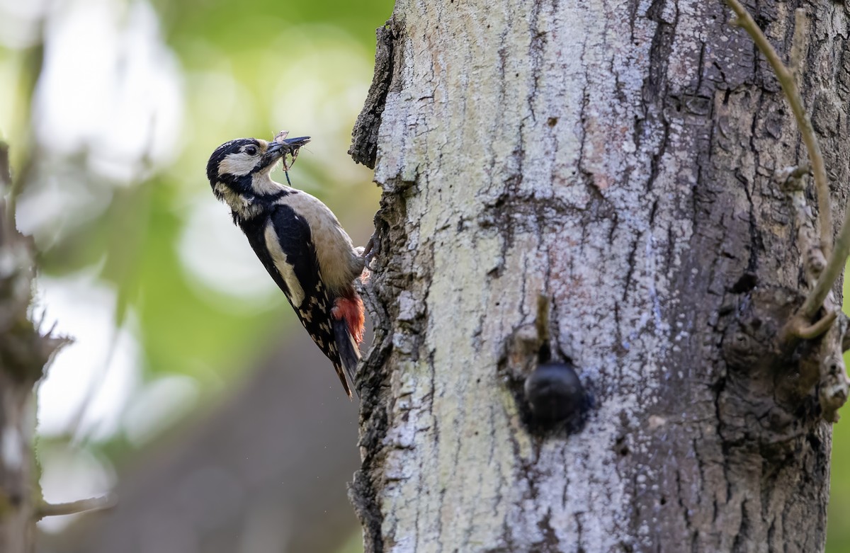 Great Spotted Woodpecker - ML619184428