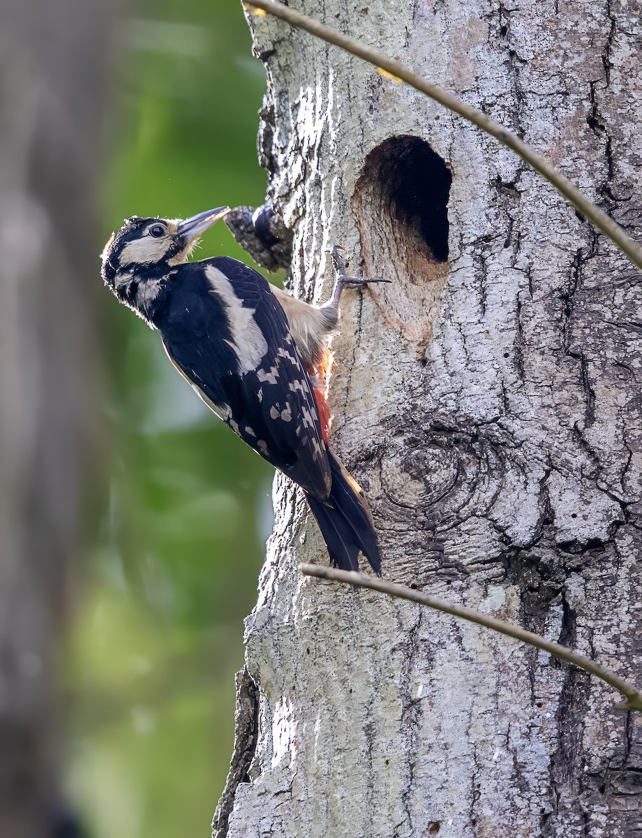 Great Spotted Woodpecker - ML619184433