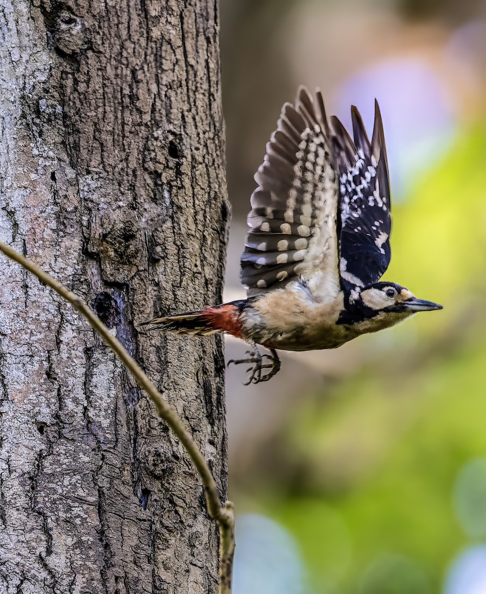 Great Spotted Woodpecker - ML619184435