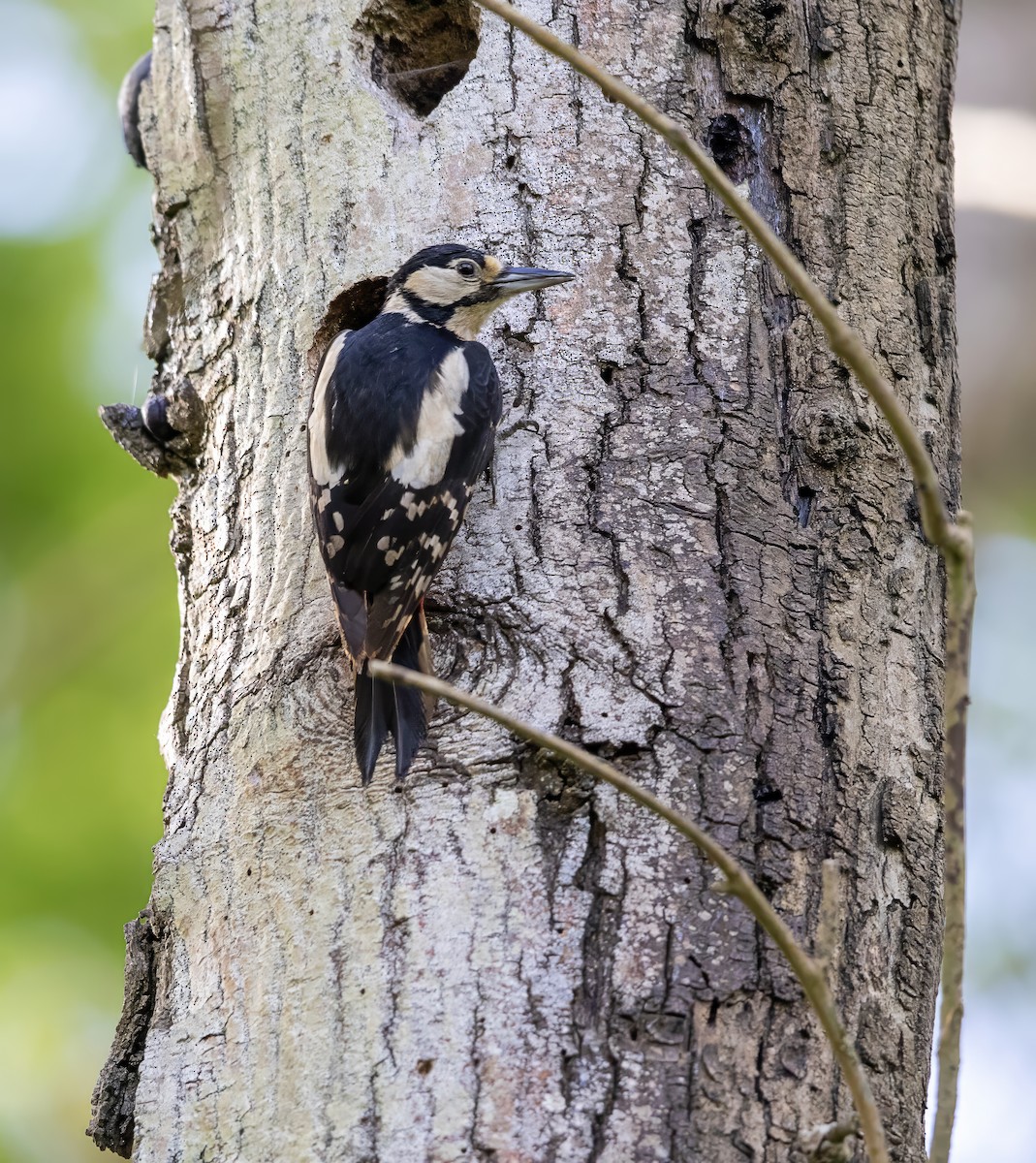 Great Spotted Woodpecker - ML619184436