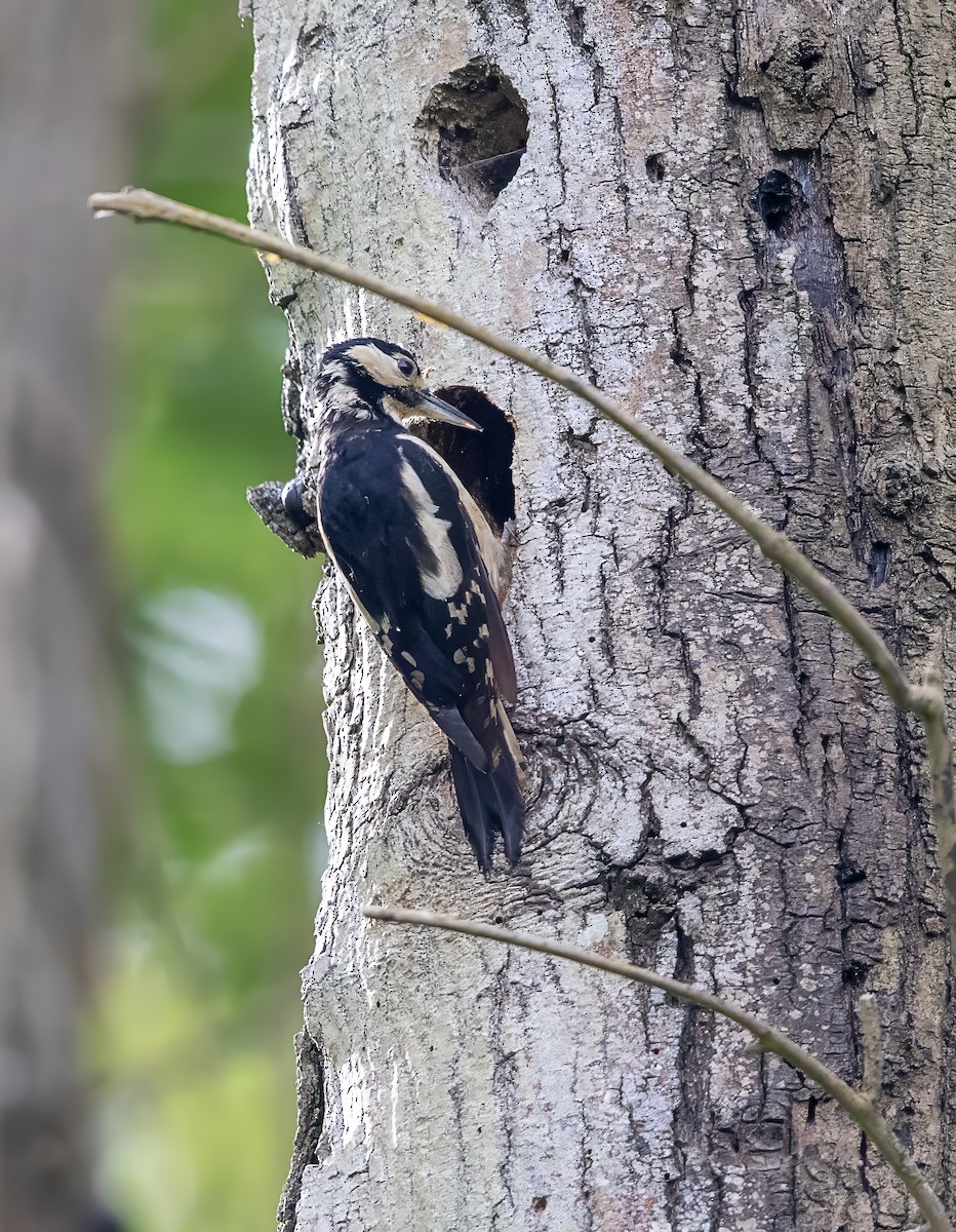 Great Spotted Woodpecker - ML619184437