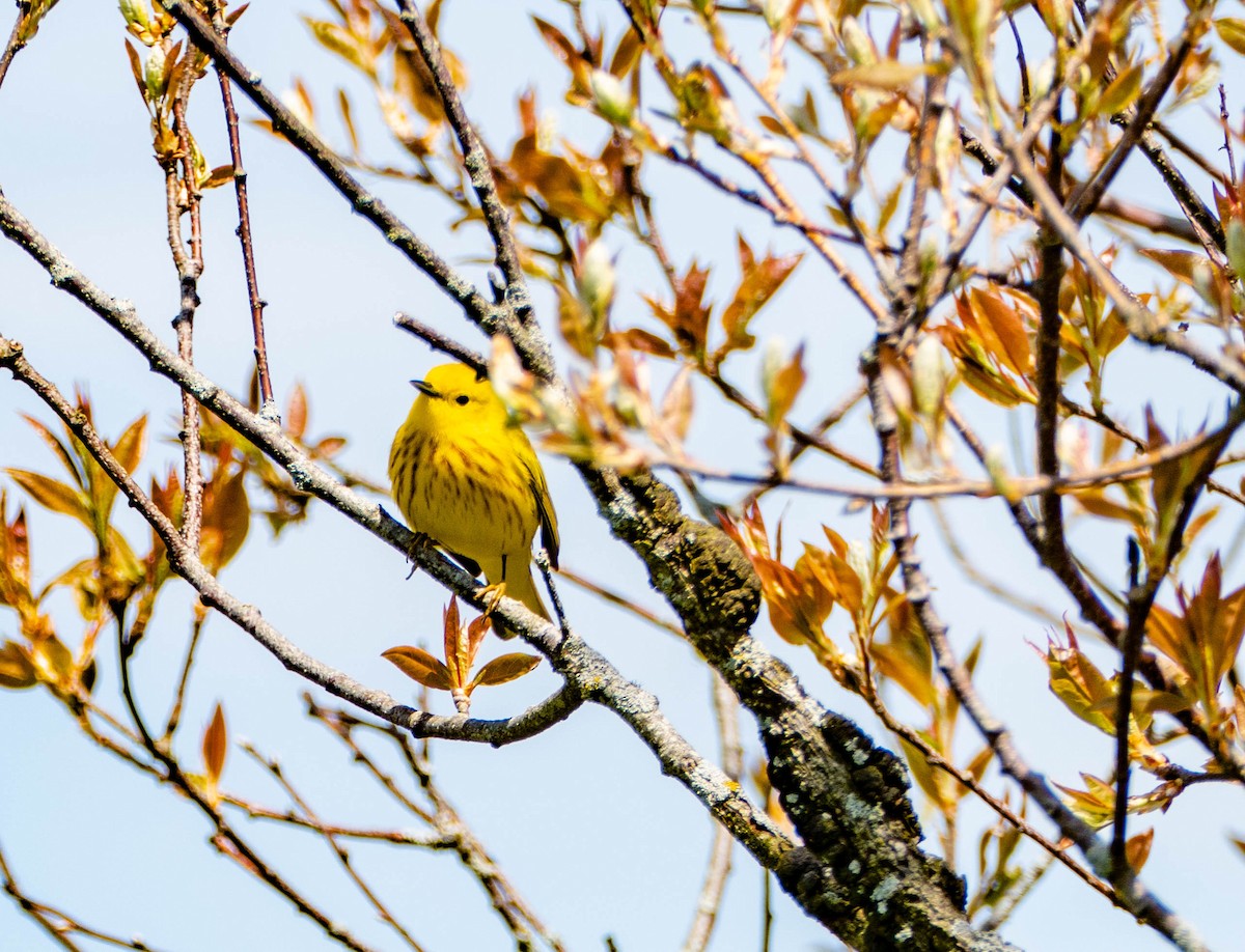 Yellow Warbler - ML619184453