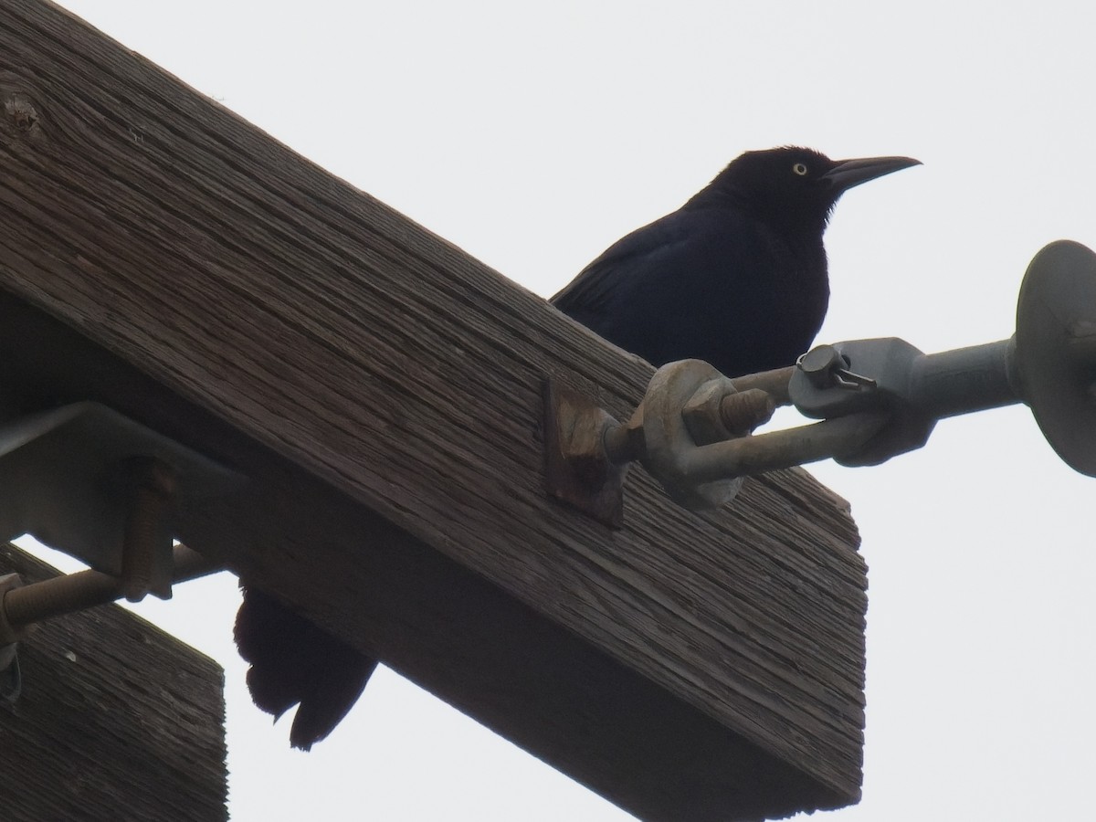 Great-tailed Grackle - ML619184529