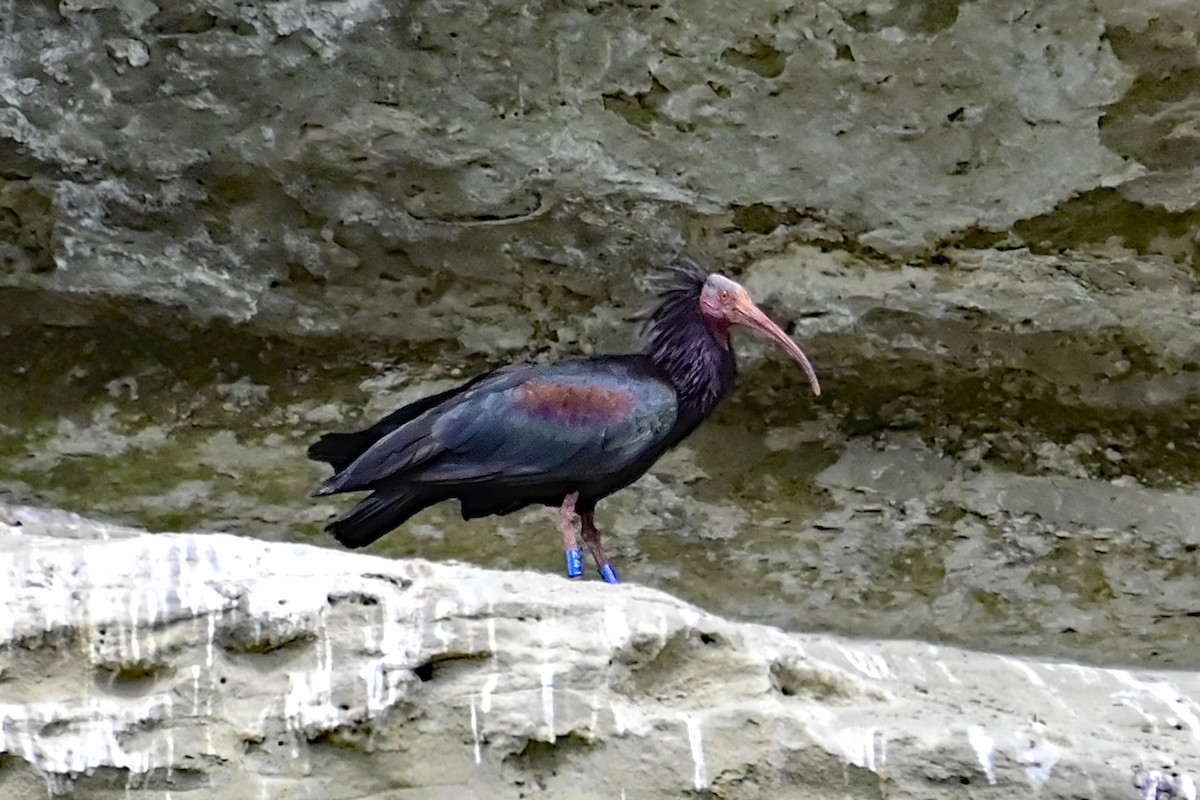 skallet ibis - ML619184562