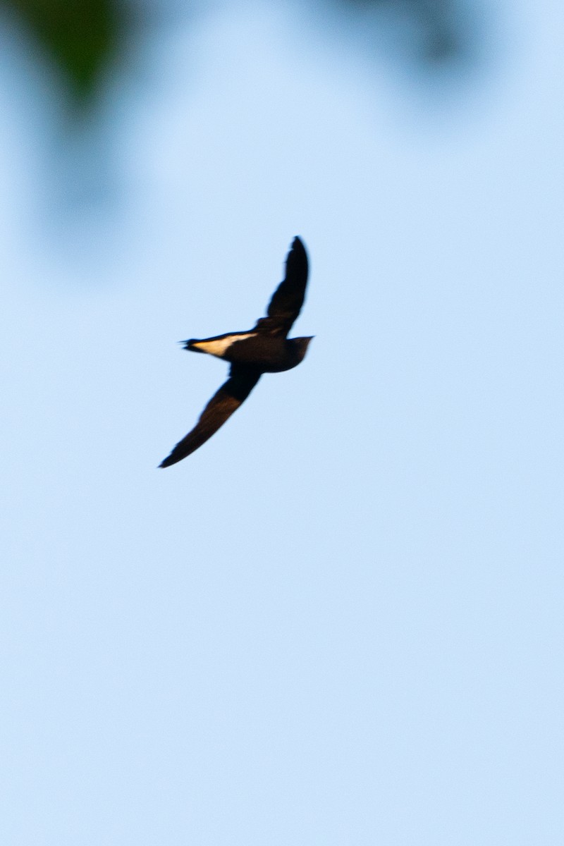 Brown-backed Needletail - ML619184564