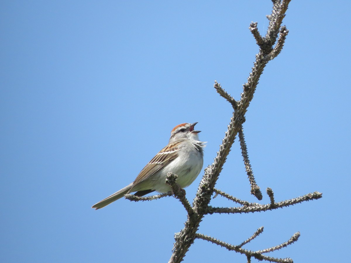 Chipping Sparrow - ML619184579