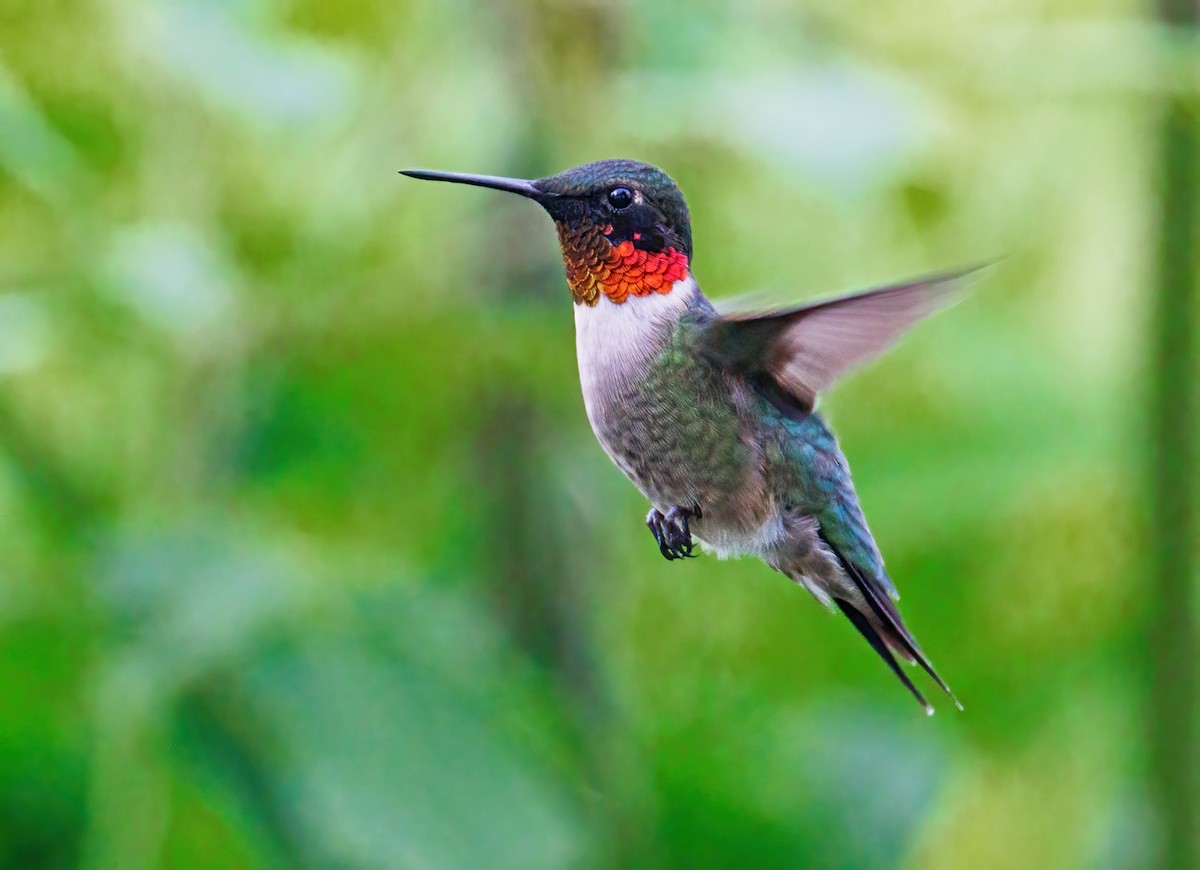 Ruby-throated Hummingbird - ML619184583
