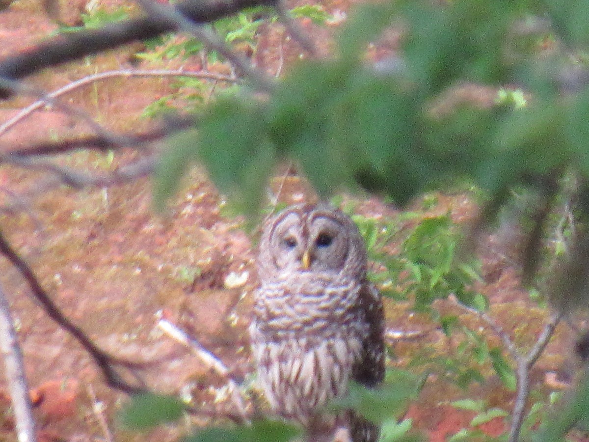 Barred Owl - ML619184621