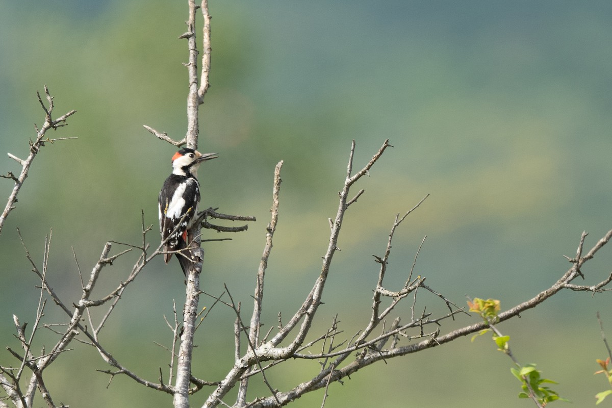Syrian Woodpecker - ML619184623