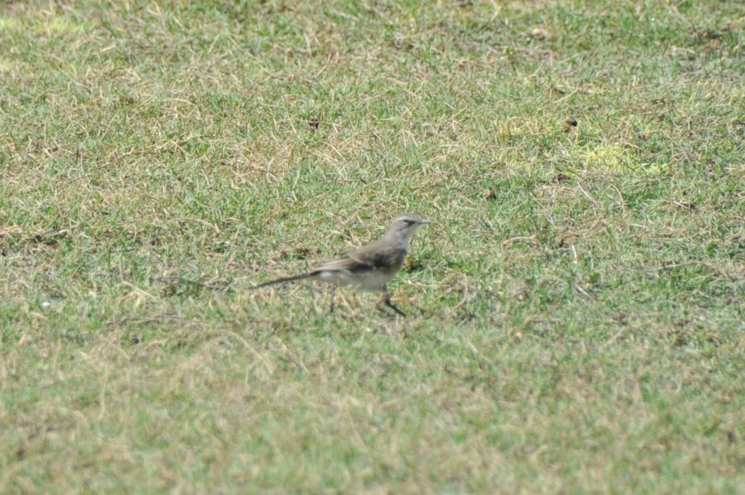 Cape Wagtail - ML619184626