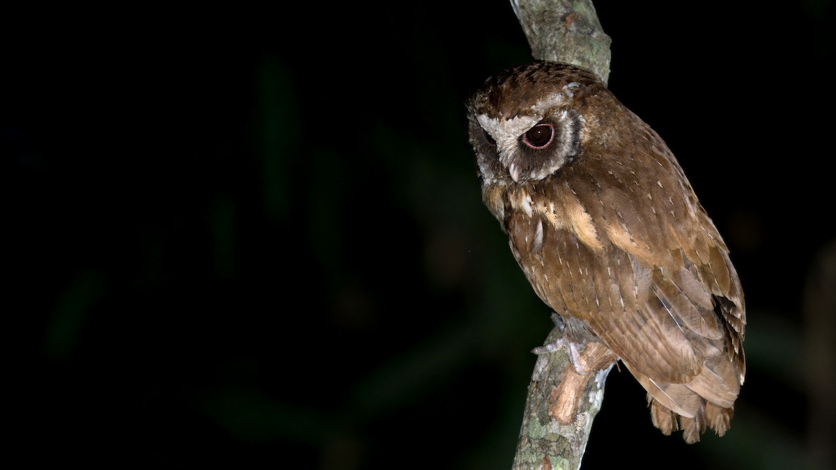 White-fronted Scops-Owl - ML619184644