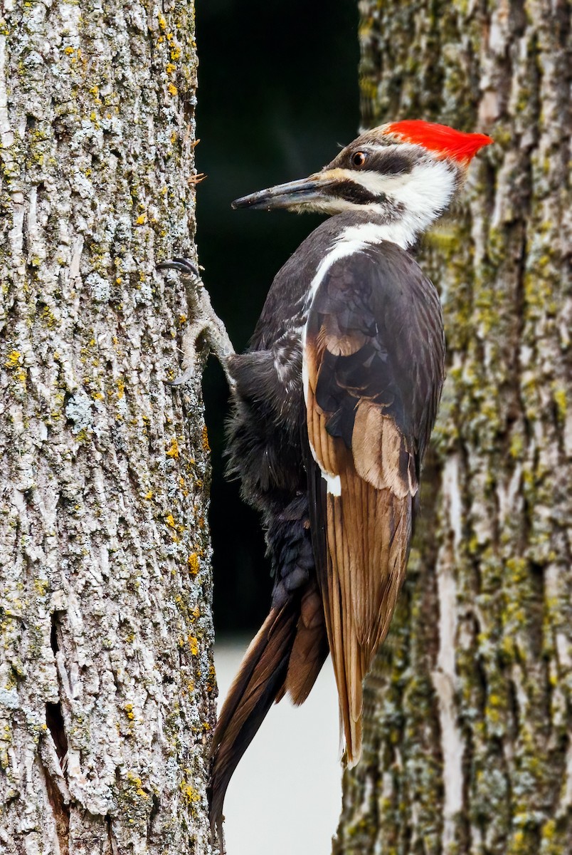 Pileated Woodpecker - ML619184645