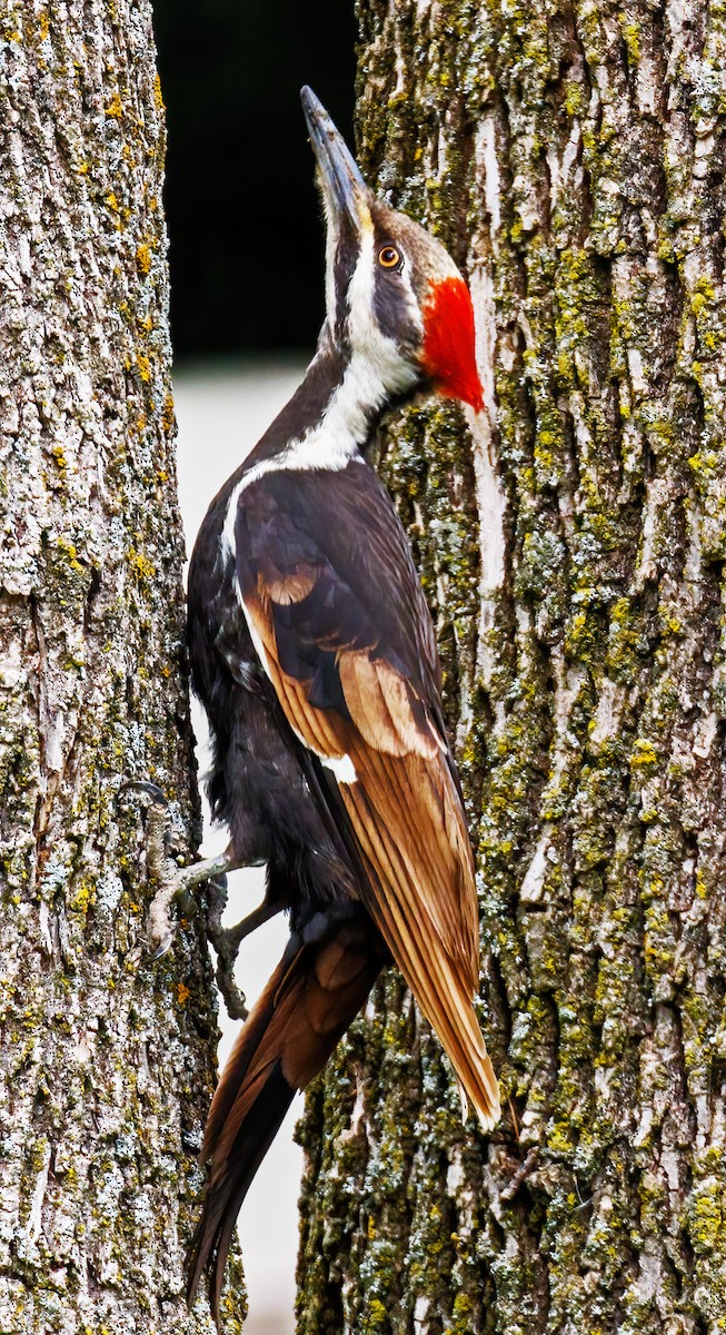 Pileated Woodpecker - ML619184646