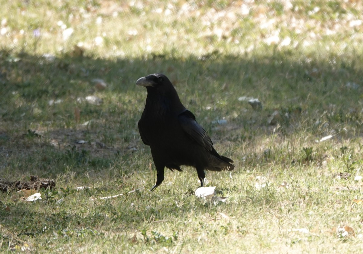 Common Raven - ML619184656