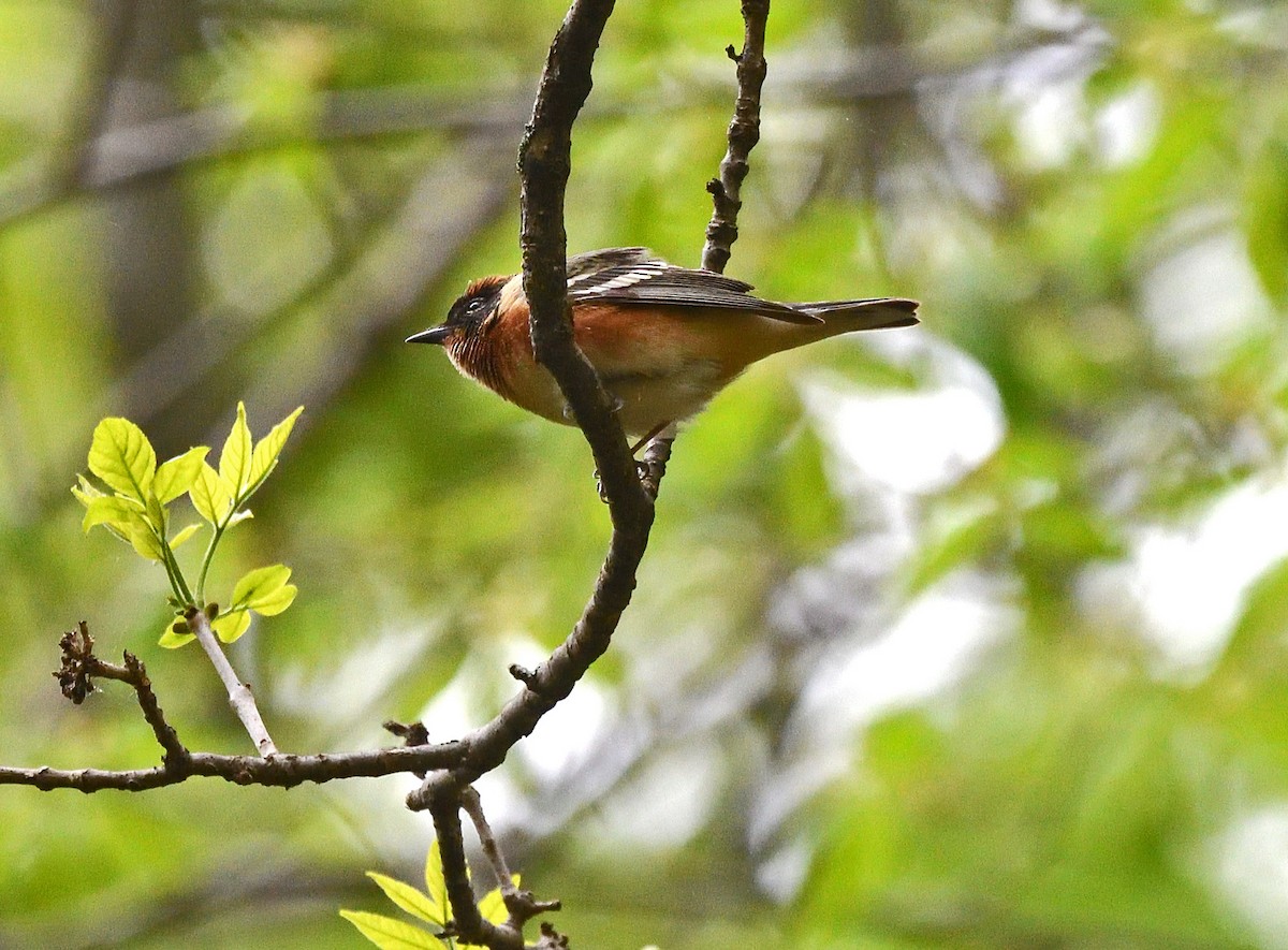 Bay-breasted Warbler - ML619184703