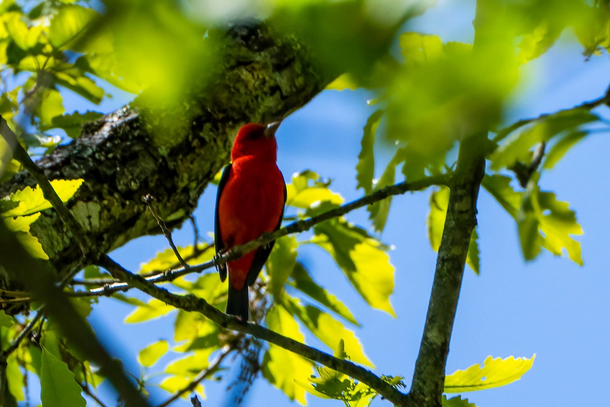 Scarlet Tanager - ML619184714