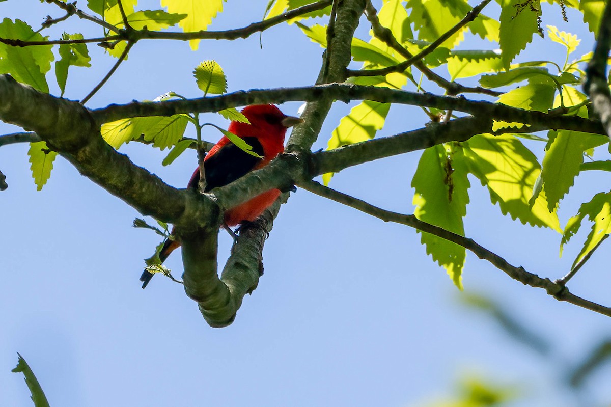 Scarlet Tanager - ML619184715