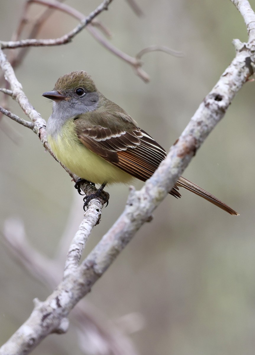 Great Crested Flycatcher - ML619184741