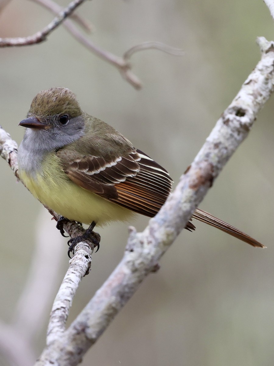 Great Crested Flycatcher - ML619184742