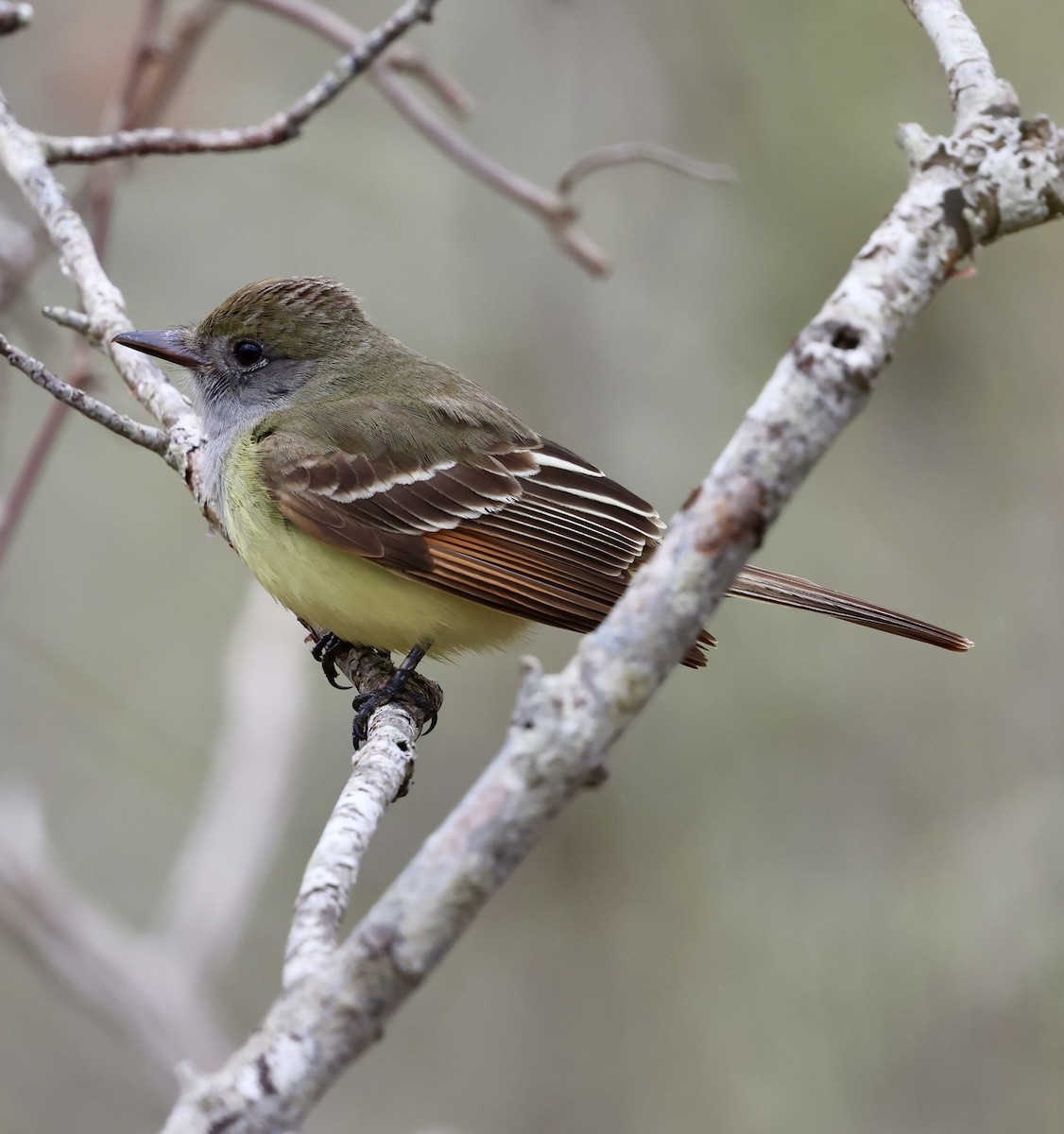 Great Crested Flycatcher - ML619184743