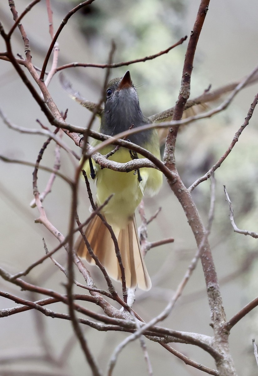 Great Crested Flycatcher - ML619184744